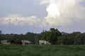 Mixed breed cattle in a summer pasture with cumulus clouds Royalty Free Stock Photo