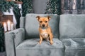 Mixed breed chihuahua small dog sitting on a gray couch at Christmas with candles glowing and Christmas tree lights