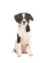 Mixed breed cute black and white puppy dog facing the camera on