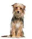 Mixed-breed dog, 12 months old, sitting Royalty Free Stock Photo