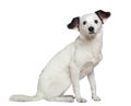 Mixed-breed dog, 3 years old, sitting Royalty Free Stock Photo