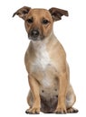 Mixed-breed dog, 4 years old, sitting Royalty Free Stock Photo