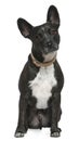 Mixed-breed dog, 5 years old, sitting Royalty Free Stock Photo