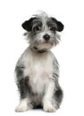 Mixed-breed dog, 6 months old, sitting Royalty Free Stock Photo