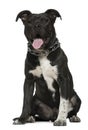 Mixed-breed dog, 9 months old, sitting Royalty Free Stock Photo