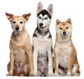 Mixed breed dog, 9 years old, Shiba Inu Royalty Free Stock Photo