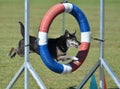 Mixed-Breed Dog at Agility Trial Royalty Free Stock Photo