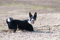 Mixed breed dog on the beach