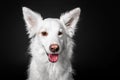 Mixed breed dog on a black background in the studio Royalty Free Stock Photo