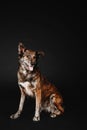 Mixed breed dog on a black background in the studio Royalty Free Stock Photo