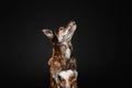 Mixed breed dog on a black background in the studio Royalty Free Stock Photo