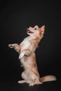 Mixed breed dog on a black background in the studio Royalty Free Stock Photo