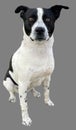 Mixed breed dog, Blue heeler, boxer and bull terrier isolated on a gray background Royalty Free Stock Photo