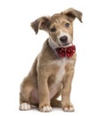 Mixed breed dog with a bow tie, isolated Royalty Free Stock Photo