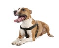 Mixed-Breed Dog between a bull terrier and a boxer Royalty Free Stock Photo