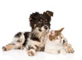 Mixed breed dog and cat looking away. on white Royalty Free Stock Photo