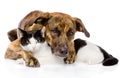 Mixed breed dog and cat lying together. isolated on white backgr Royalty Free Stock Photo