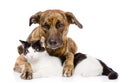 Mixed breed dog and cat lying together. isolated Royalty Free Stock Photo