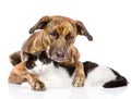 Mixed breed dog and cat lying together. on white backgr Royalty Free Stock Photo