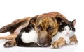 Mixed breed dog and cat lying together. on white Royalty Free Stock Photo