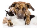 Mixed breed dog and cat lying together. on white Royalty Free Stock Photo