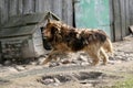 A mixed breed dog at a chain in a rural yard, a watchdog