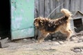 A mixed breed dog at a chain in a rural yard, a watchdog