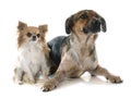 Mixed-Breed Dog and chihuahua Royalty Free Stock Photo