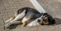 Mixed breed dog chilling out Royalty Free Stock Photo