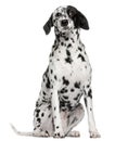 Mixed breed dog with a Dalmatian Royalty Free Stock Photo