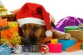 Mixed breed dog is dreaming of christmas Royalty Free Stock Photo