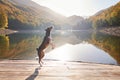 Mixed Breed Dog Elegantly Dancing on a Wooden Pier by a Tranquil Mountain Lake Autumn Foliage