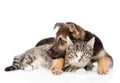 Mixed breed dog embracing tabby cat. isolated on white background Royalty Free Stock Photo