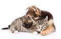 Mixed breed dog embracing tabby cat. isolated on white background Royalty Free Stock Photo