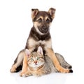 Mixed breed dog embracing tabby cat. isolated on white background