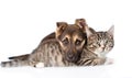 Mixed breed dog embracing tabby cat. isolated on white background Royalty Free Stock Photo