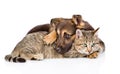 mixed breed dog embracing tabby cat. isolated on white background Royalty Free Stock Photo