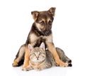 mixed breed dog embracing tabby cat. isolated on white background