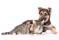 Mixed breed dog embracing tabby cat. isolated on white background Royalty Free Stock Photo