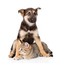 Mixed breed dog embracing tabby cat. isolated on white background Royalty Free Stock Photo