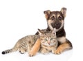 Mixed breed dog embracing tabby cat on white background Royalty Free Stock Photo