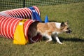 Mixed-Breed Dog Exiting Red Agility Tunnel