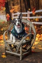 Mixed breed dog in fall setting with leaves