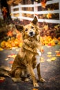 Mixed breed dog in fall setting with leaves