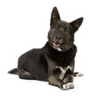 Mixed-Breed Dog german sheperd and husky (3 years) Royalty Free Stock Photo