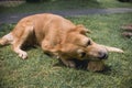 A mixed breed dog gnaws on a piece of cow bone at the yard outside. Canine dental health concept