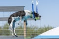 Mixed breed dog grabbing a toy during a dock diving event Royalty Free Stock Photo