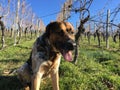 Mixed breed dog in winter vineyards