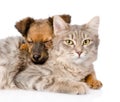 Mixed breed dog hugging cat. isolated on white background Royalty Free Stock Photo