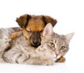 Mixed breed dog hugging cat. isolated on white background Royalty Free Stock Photo